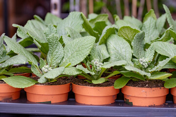 Young plants of blue borage starflowers in greenhouse, cultivation of eatable plants and flowers, decoration for exclusive dishes in premium gourmet restaurants