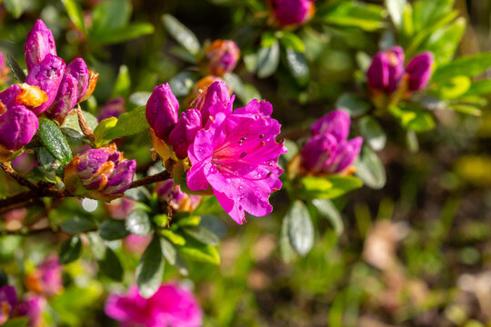 Pink blossom of rhododendron azalea flowers in spring garden