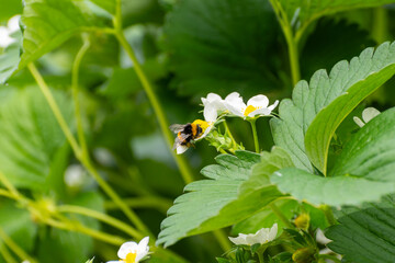 Naklejka premium Pollination by bee, Dutch glass greenhouse, cultivation of strawberries, rows with growing strawberries plants