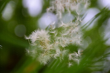 Natur im Spiegel