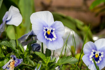Blue viola flowers, spring blossom in garden