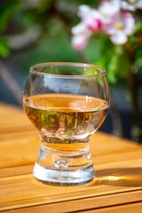 Brut apple cider from Betuwe, Gelderland, in glass and blossom of apple tree in garden on background on sunny day, apple cider production in Netherlands