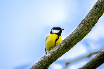 Yellow tit bird on a branch