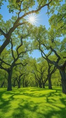 b'Sun shining through the trees in a park'