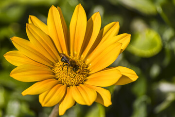 bee on yellow flower