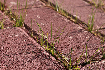 grass growing between paving Stones