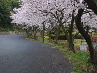 雨の日の桜のトンネル。
日本の春の風景。