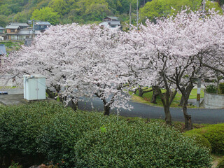 雨の日の桜のトンネル。
日本の春の風景。