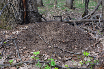 an ant hill surrounded with trees in the forest   
