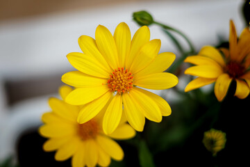 プランターの黄色い花