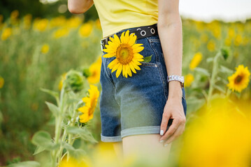 woman in denim shorts holding sunflower in her pocket in the field.