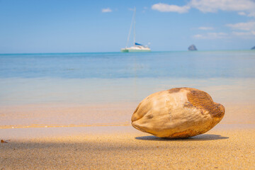 Noix de coco fraîche sur une plage de sable fin en Martinique, Antilles Françaises.	