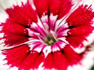 The stamens and petals of Dianthus flower