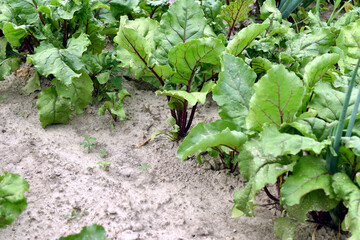 Green beet leaves with red veins. Red beet plantation.