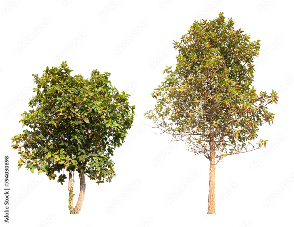 Poster collection tree png transparent background