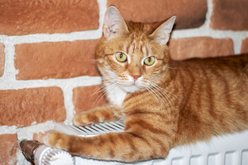 Felidae carnivore cat with fawn coat lying on radiator, brick wall background