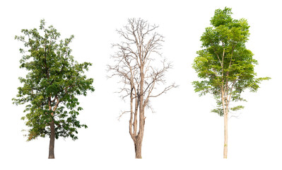 collection green tree and death tree PNG transparent,  removed original background 