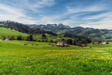 Fototapeta na wymiar Landscape in the Appenzell Alps, view over a dandelion meadow to the Alpstein mountains with Saentis, Appenzellerland, Canton Appenzell Innerrhoden, Switzerland