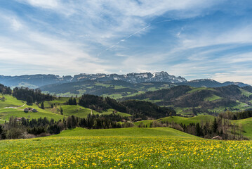 Landscape in the Appenzell Alps, view over a dandelion meadow to the Alpstein mountains with Saentis, Appenzellerland, Canton of Appenzell Innerrhoden, Switzerland