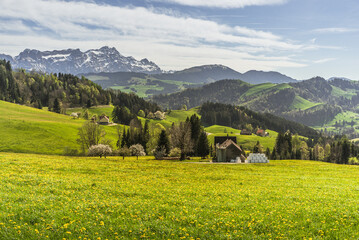 Landscape in the Appenzell Alps, view over a dandelion meadow to the Alpstein mountains with Saentis, Appenzellerland, Canton Appenzell Innerrhoden, Switzerland - Powered by Adobe