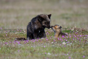 red fox cub