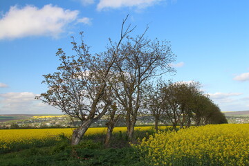 A tree in a field of yellow flowers