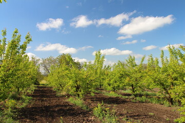 A group of trees in a forest