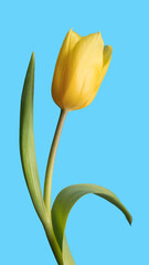 Spring tulip flower top view composition on blue background 