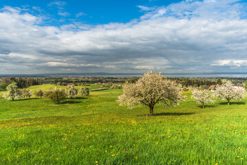 View over a spring meadow with blossoming pear trees to Lake Constance, Canton of Thurgau, Switzerland