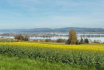 Spring landscape at Lake Constance, blossoming canola field with view to the island of Reichenau,...