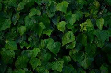 Green leaves background