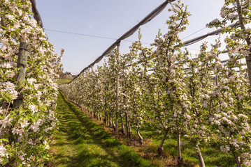 Flowering apple orchard, Flowering apple orchard, Wasserburg am Bodensee, Bavaria, Germany 