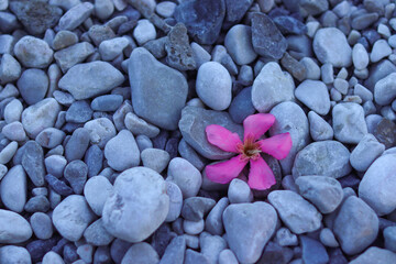 a pink flower on the stone beach