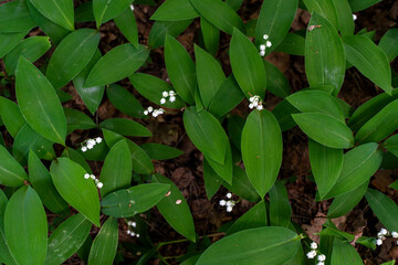 A glade of lilies of the valley in the forest 