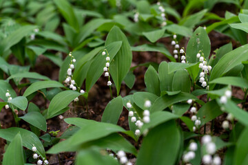 A glade of lilies of the valley in the forest 