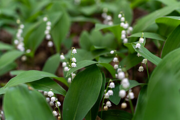 A glade of lilies of the valley in the forest 