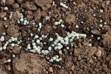 Close-up of white granular fertilizer on a agricultural field on springtime