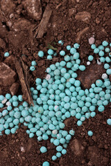 Close-up of blue chemical granular fertilizer on a agricultural field on springtime
