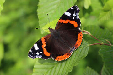 Vanessa Atalanta butterfly on a green leaf. Black butterfly with red and white spots on wings. Red...