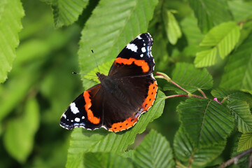 Vanessa Atalanta butterfly on a green leaf. Black butterfly with red and white spots on wings. Red admiral butterfly 