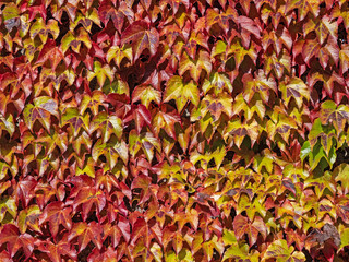 Nahaufnahme der an einer Mauer rankenden bunten Blätter des Wilden Weins (Parthenocissus) - 794051039