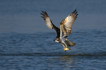 osprey in flight with Catch