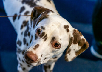 Beautiful white Dalmatian with brown spots. Elegant dog.