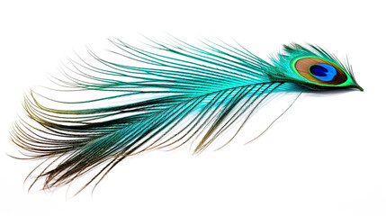 Obraz premium elegant peacock feather isolated against a stark white background