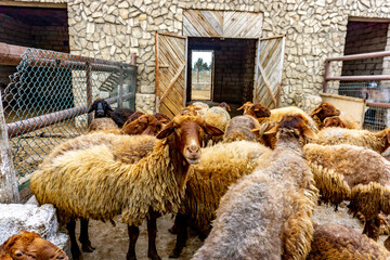 Rare Caucasian Gold Woolen sheep (Golden Fleece) during feeding at the natural reserve in Baku, Azerbaijan - part of the animal reintroduction project. © Mehdi