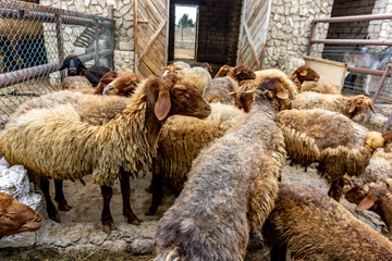 Rare Caucasian Gold Woolen sheep (Golden Fleece) during feeding at the natural reserve in Baku, Azerbaijan - part of the animal reintroduction project. - obrazy, fototapety, plakaty