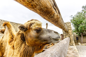 Bactrian Camels during their winter stay at the Reserve in Baku, Azerbaijan before being released and reintroduced into the wild.