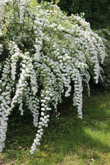  Big Spiraea or Spirea Vanhouttei  bush in bloom with many branches with beautiful white flowers on springtime
