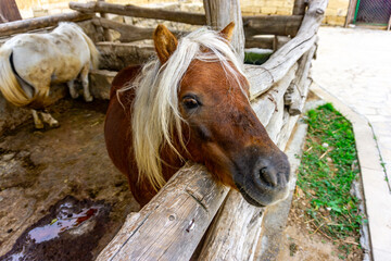 Extremely rare White Haired Caucasian Wild pony at the feeding stables just before reintroduction...