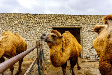 Bactrian Camels during their winter stay at the Reserve in Baku, Azerbaijan before being released...